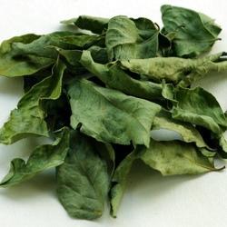Sweet Neem (Curry) Leaves