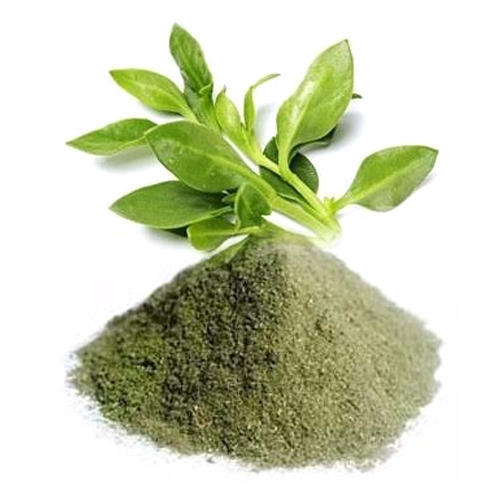 Organic Kalmegh (Andrographis paniculata) Powder